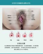 女性生殖器